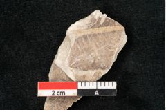 Foto (Detailansicht) von Lomariopsis dunstanensis Ettingshausen (NHMW-GEO-2024-0188-10104)